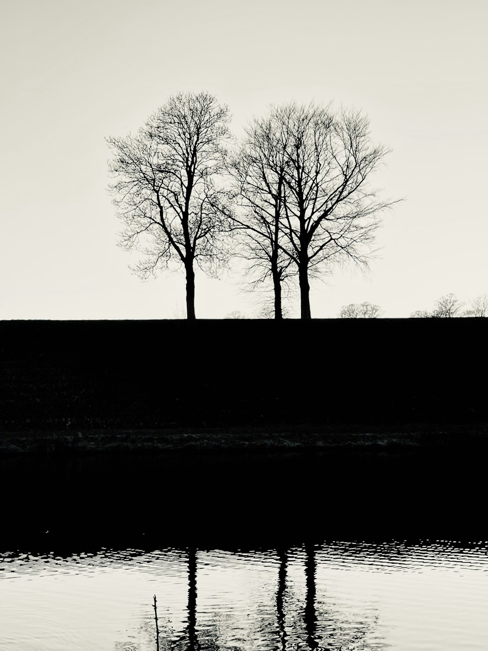 a couple of trees sitting next to a body of water