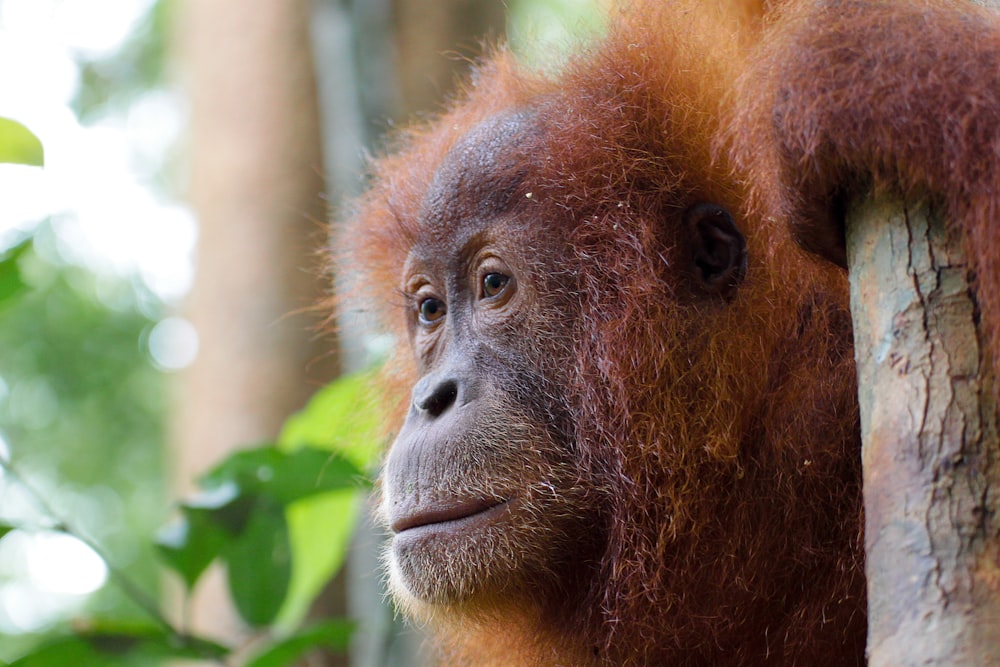 um close up de um macaco em uma árvore