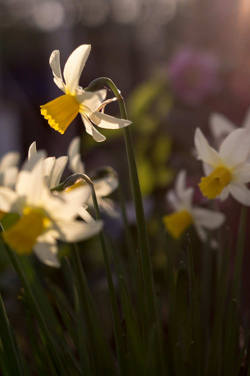 a bunch of white and yellow flowers in a garden