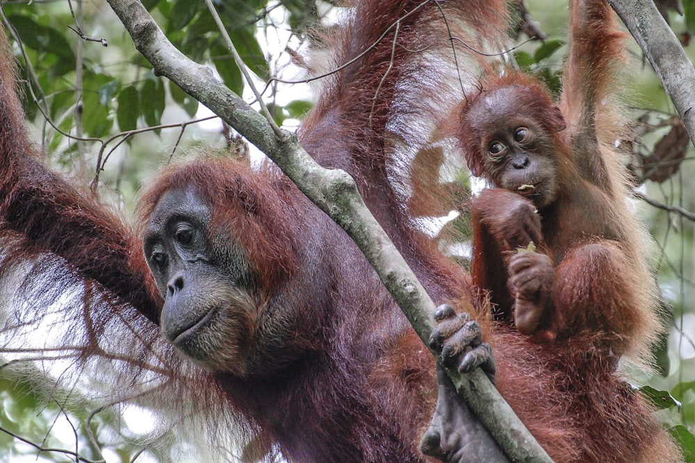 Un grupo de monos colgando de un árbol