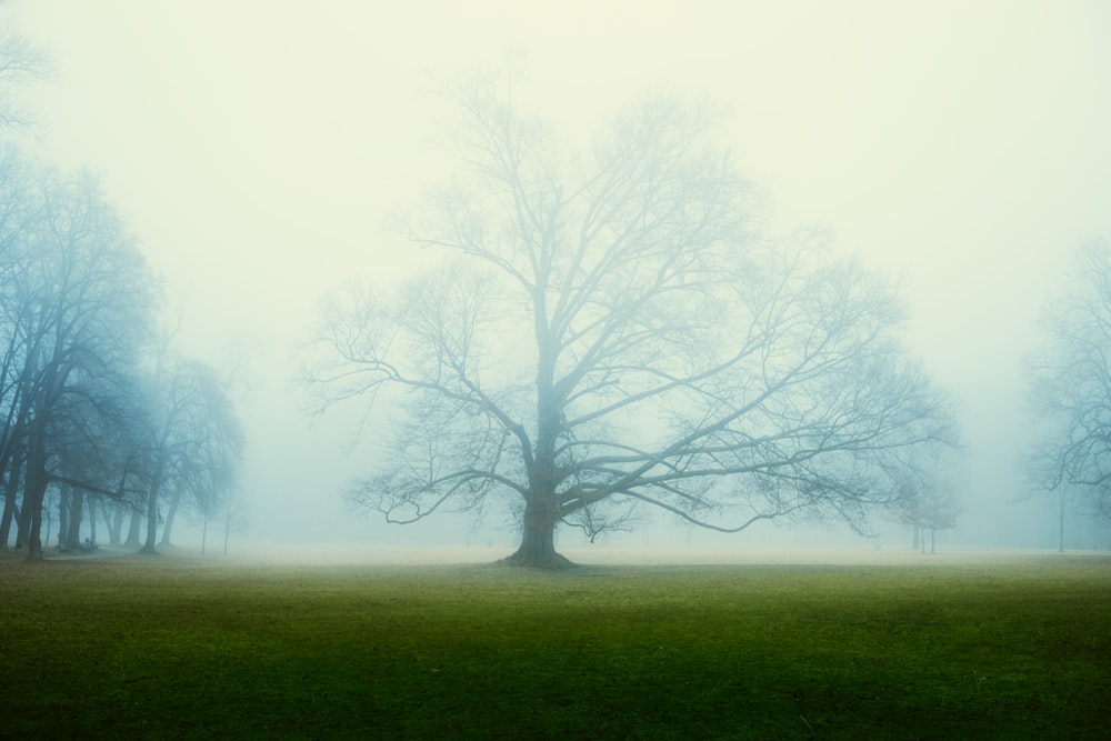 a foggy park with a large tree in the foreground