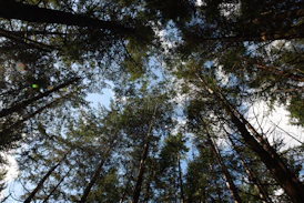 looking up at the tops of tall pine trees