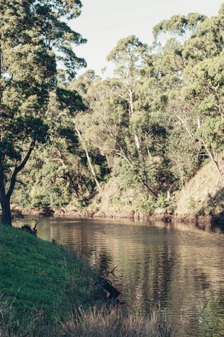 a body of water surrounded by trees and grass