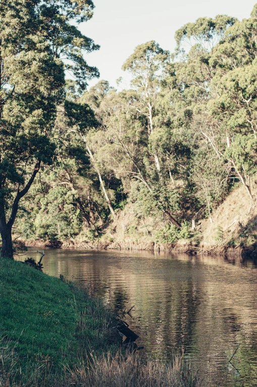 a body of water surrounded by trees and grass