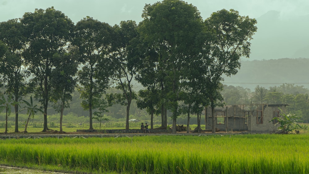 a green field with trees and a building in the background