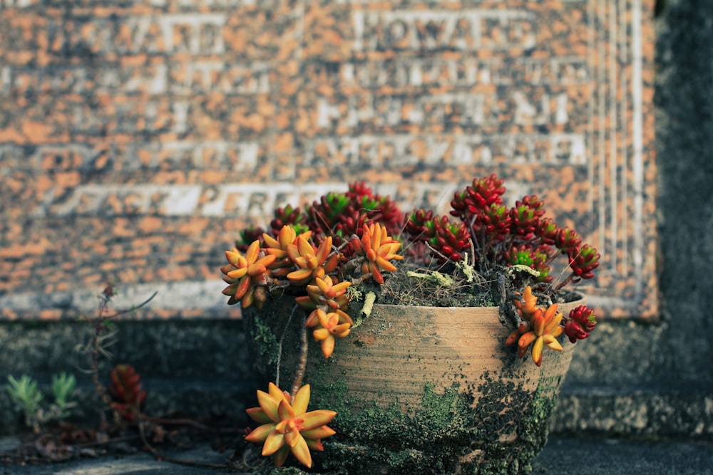 a potted plant with red and yellow flowers in front of a brick wall