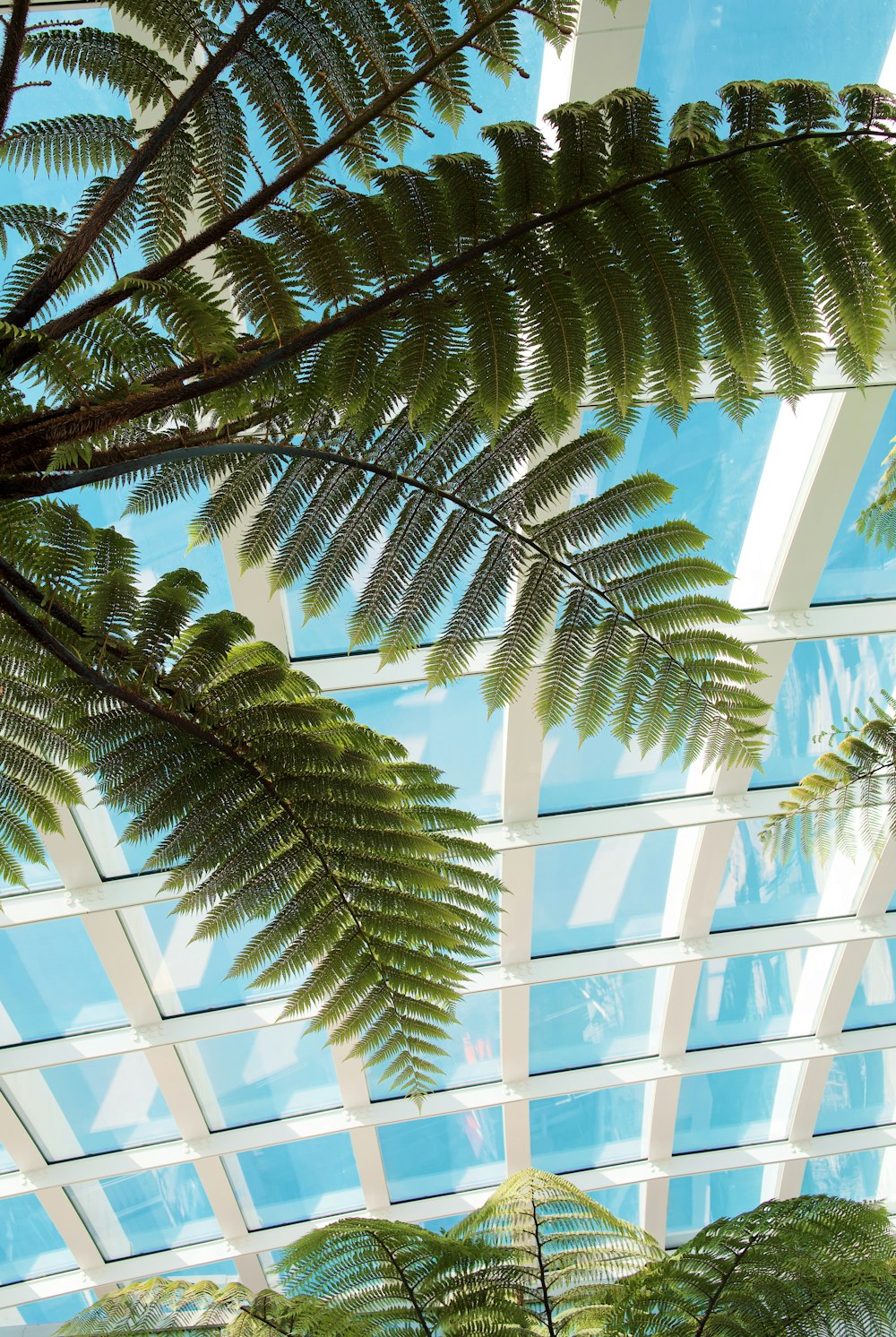 a view of the ceiling through the leaves of a plant