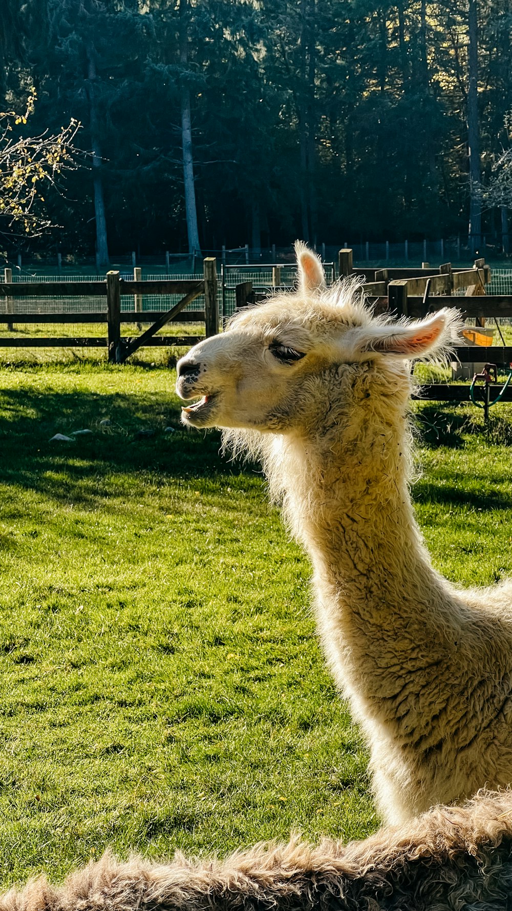 Ein Lama steht auf einem grasbewachsenen Feld mit Bäumen im Hintergrund