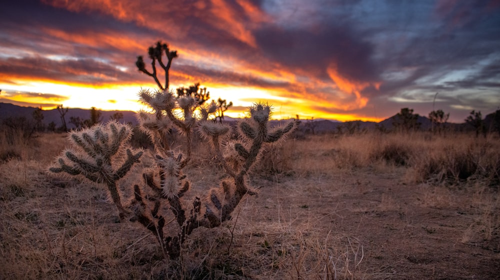 a cactus in a field with a sunset in the background