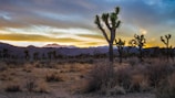 The scene captures a desert landscape at sunset, featuring a field of Joshua trees silhouetted against a colorful sky. The horizon is lined with distant mountains that appear to be illuminated by the setting sun's glow. The ground is covered with scattered patches of dry shrubs and grass.