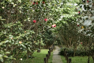 A garden pathway lined with trees, flowers, and rose bushes, with an irrigation system installed by 