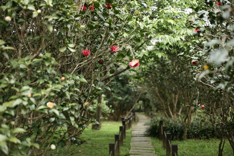 A garden pathway lined with trees, flowers, and rose bushes, with an irrigation system installed by 