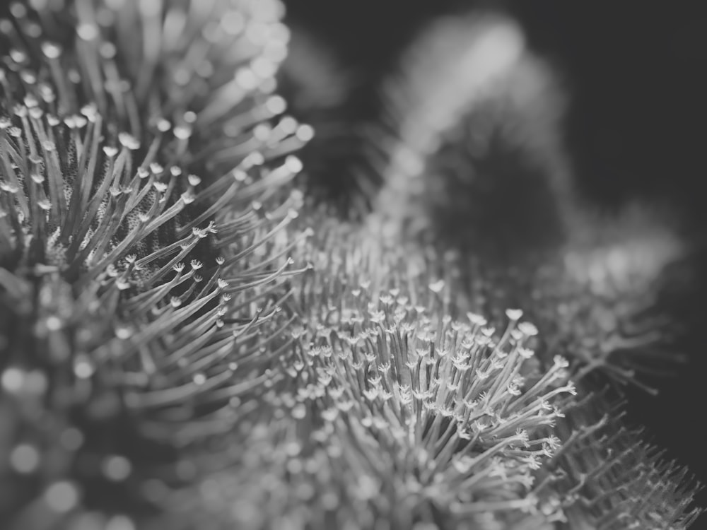 a black and white photo of a pine tree