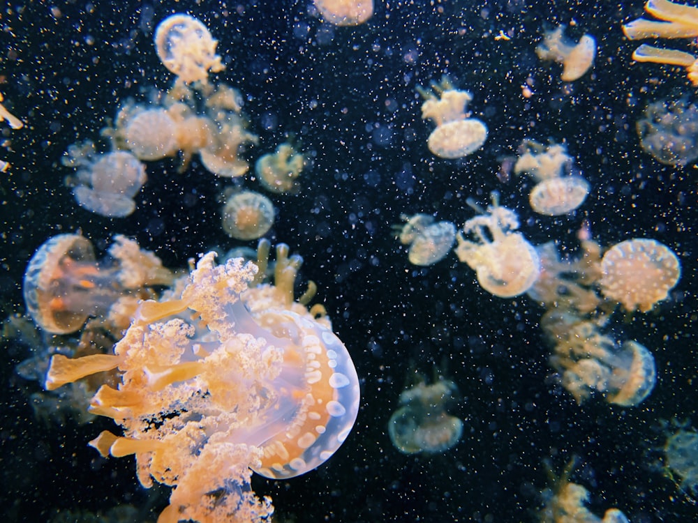 수족관에서 수영하는 해파리 그룹