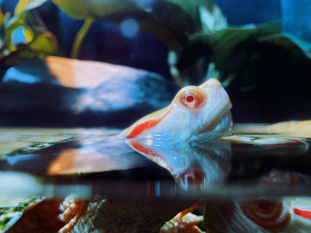 a close up of a fish in a tank