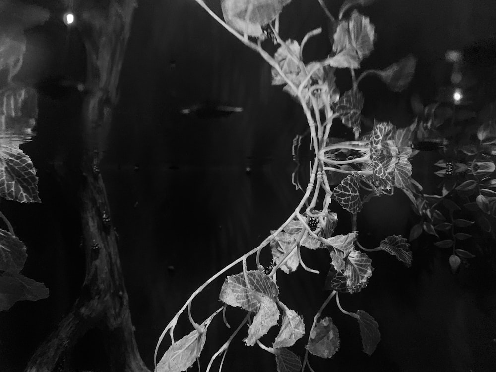 포도 나무의 흑백 사진