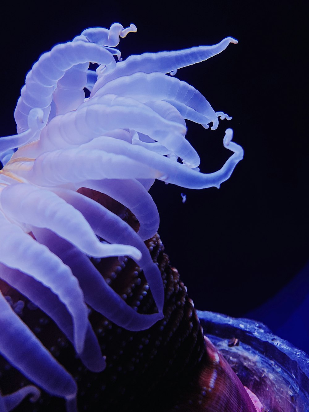 a close up of a jellyfish on a black background