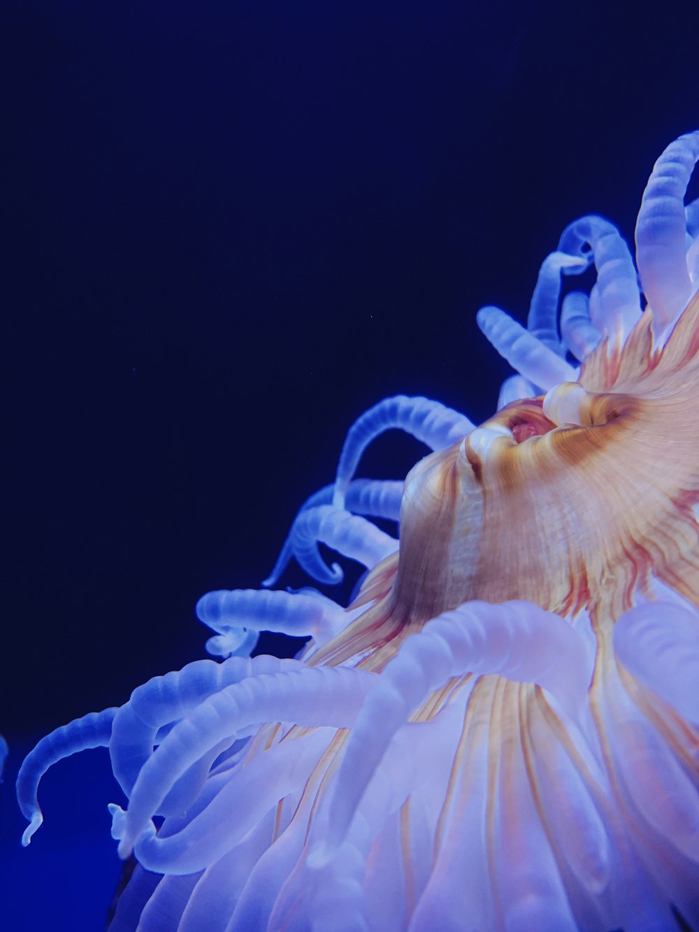 a close up of a jellyfish with its eyes closed