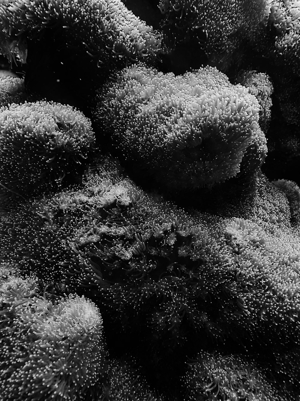 uma foto em preto e branco de um monte de corais