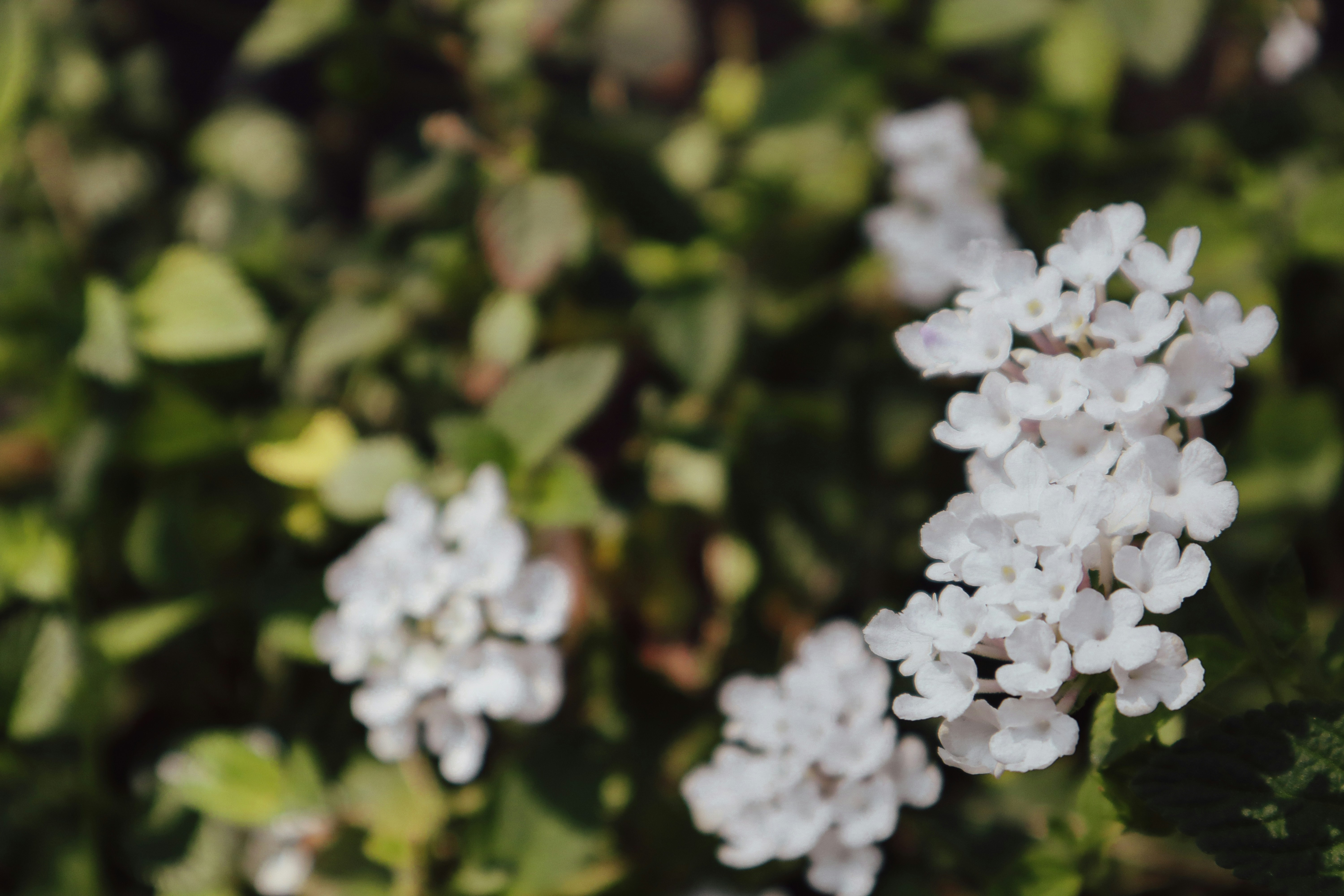 Photo by _allieastorga_