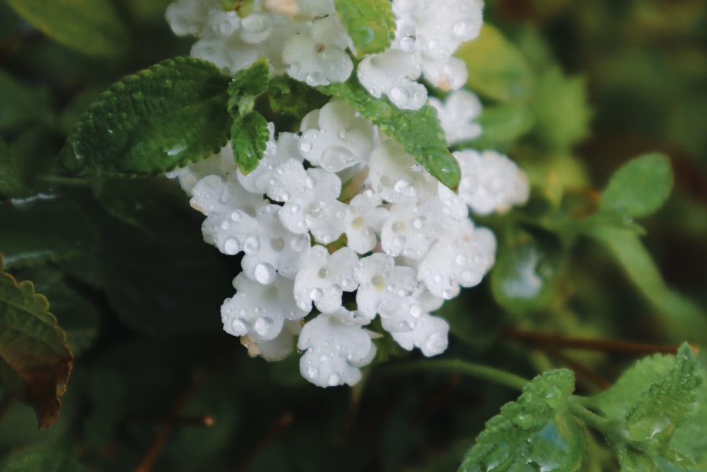 a close up of a white flower with green leaves