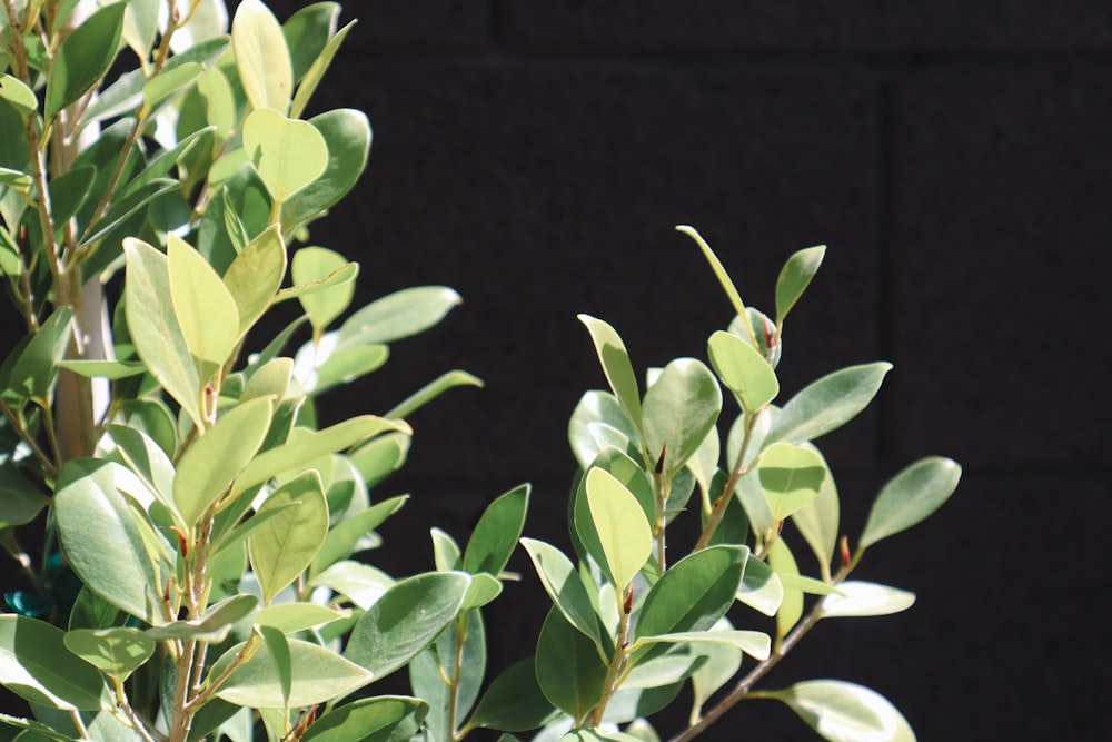 a close up of a plant with green leaves