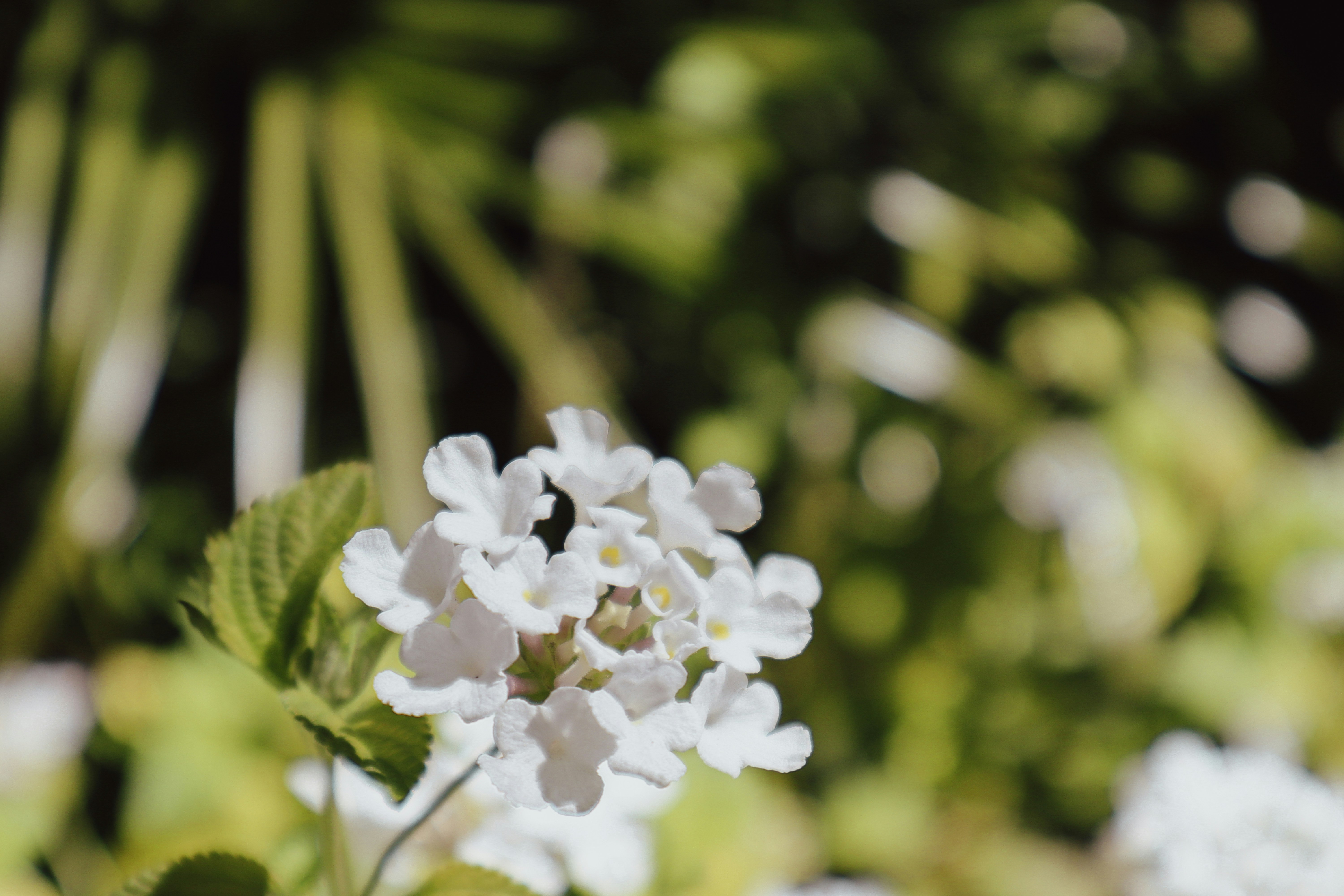 Photo by _allieastorga_