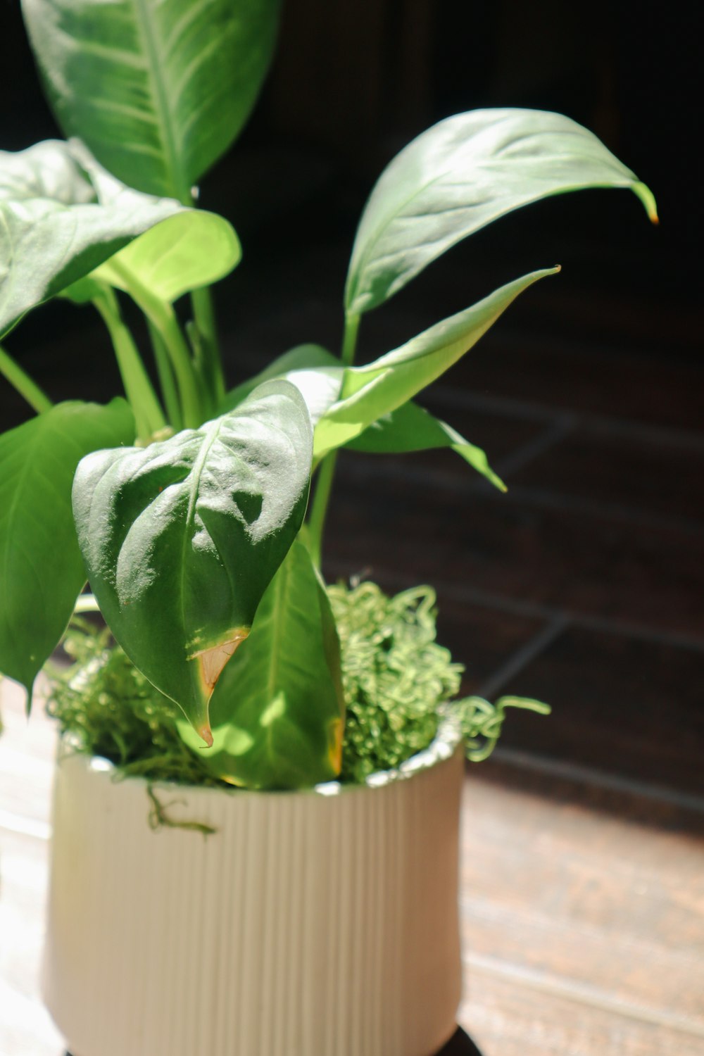 a potted plant sitting on top of a wooden table