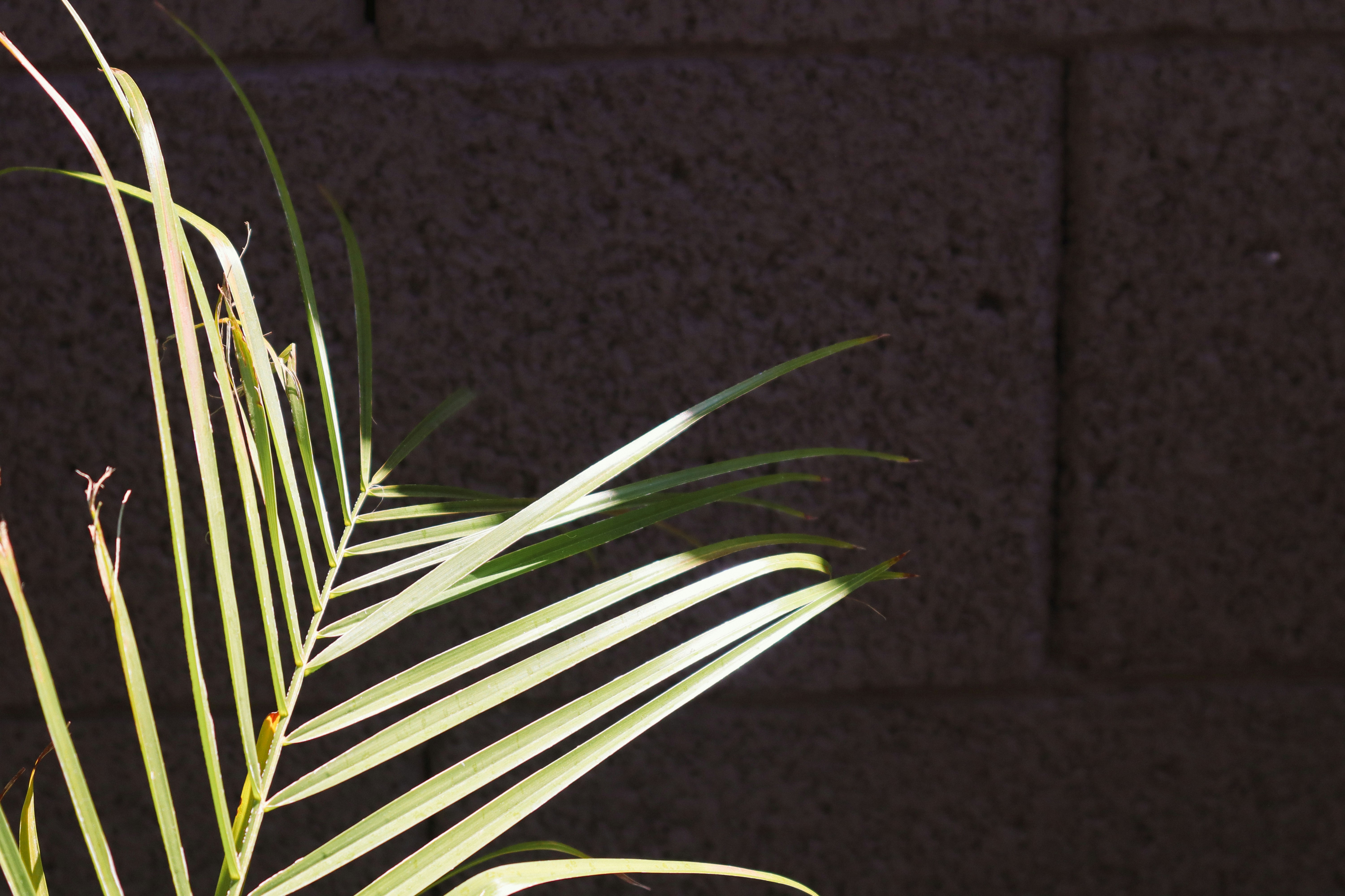 Photo by _allieastorga_