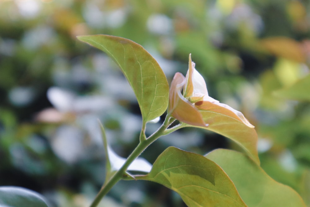 a close up of a flower on a tree branch