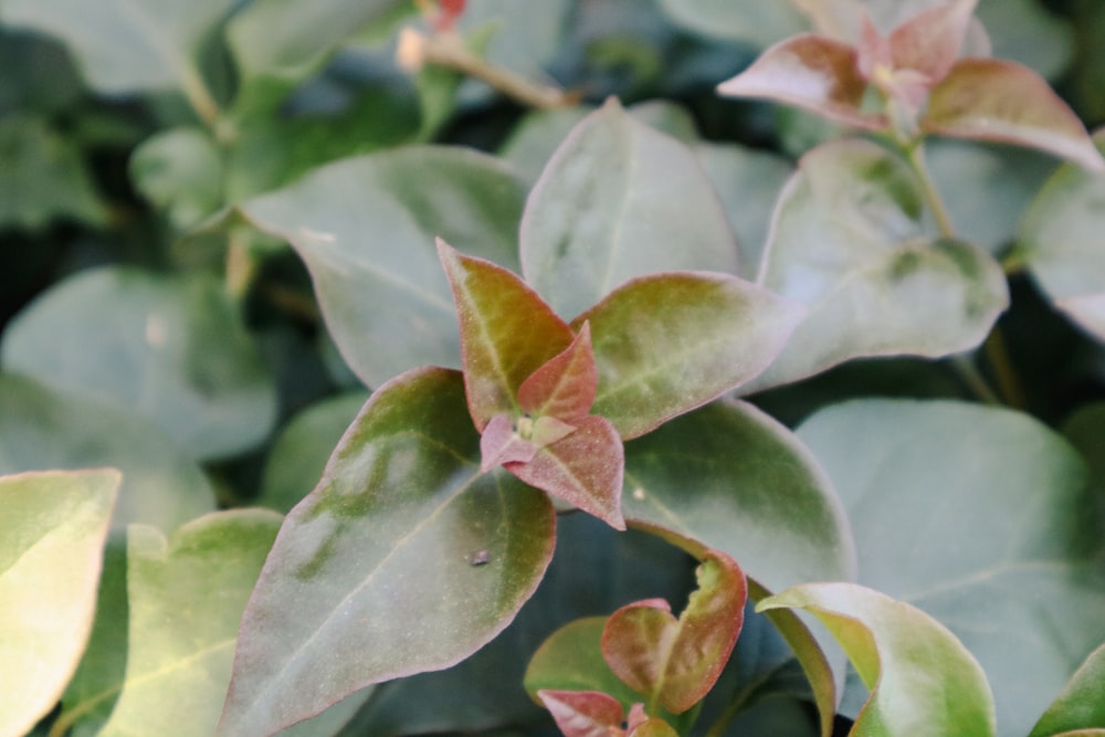 a close up of a leafy plant with red and green leaves