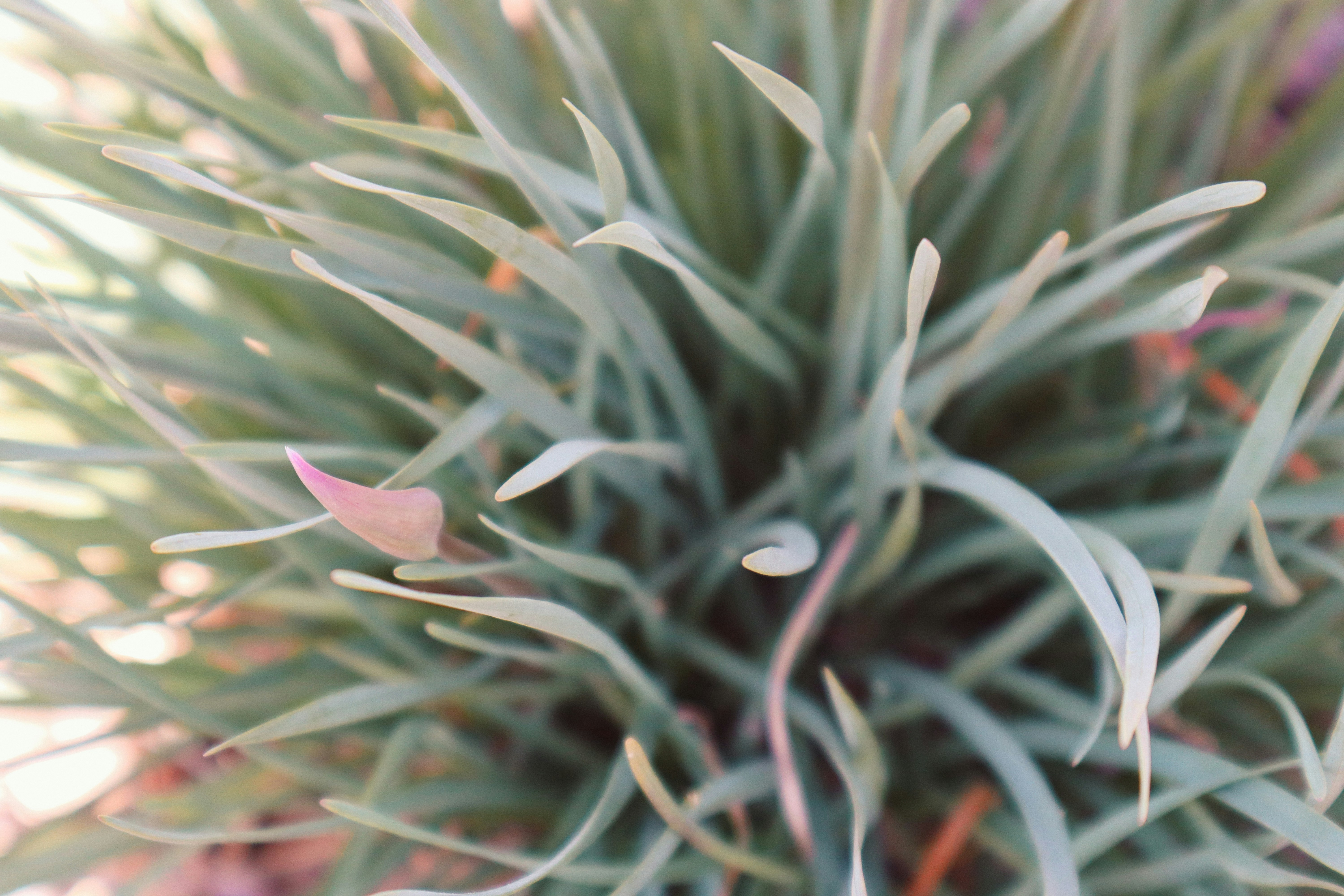 Photo by _allieastorga_