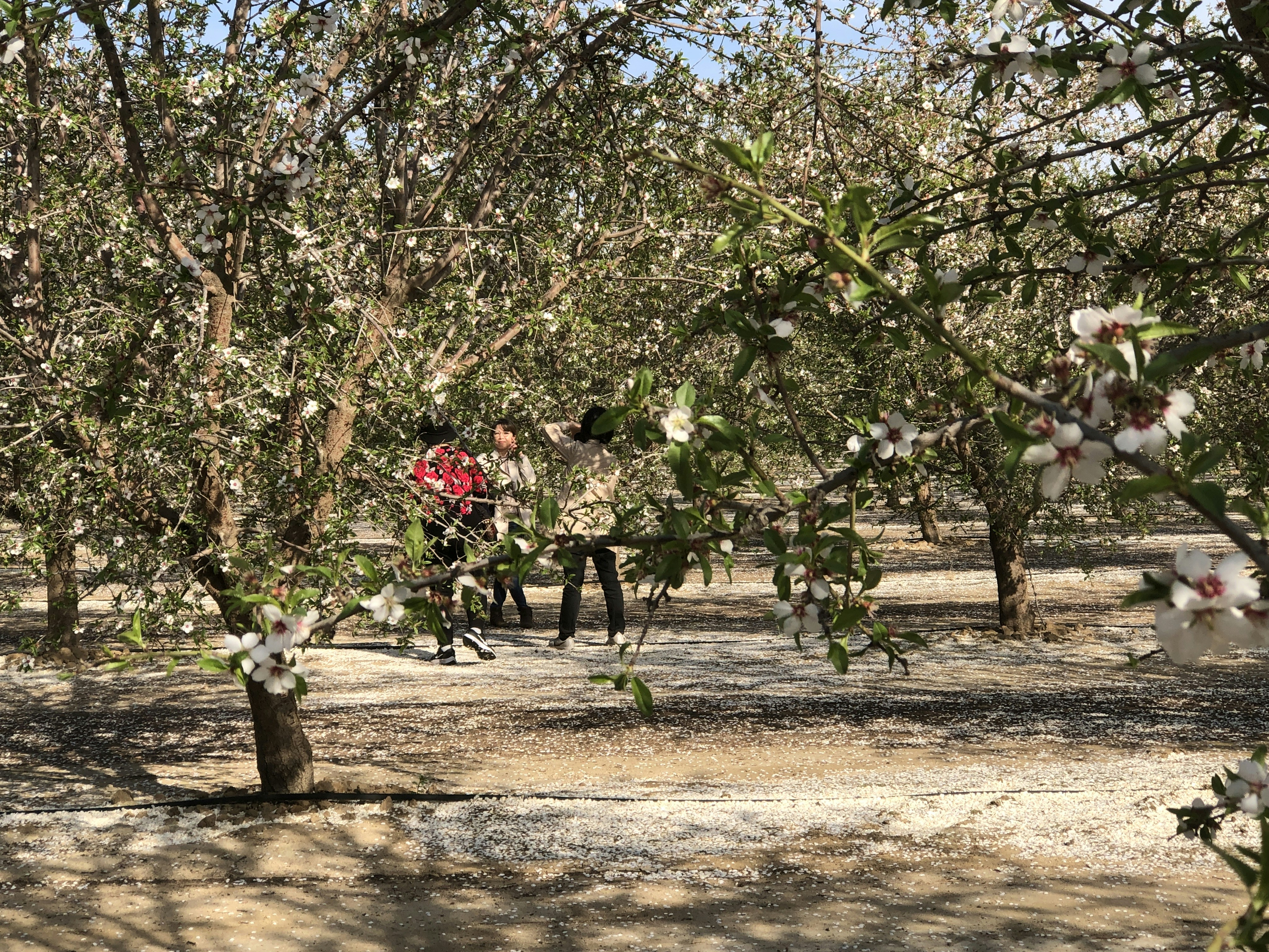 a man sitting on a bench in the middle of an apple orchard