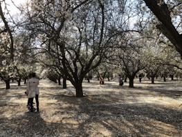 Visitors enjoying a guided tour among the colorful fruit trees.