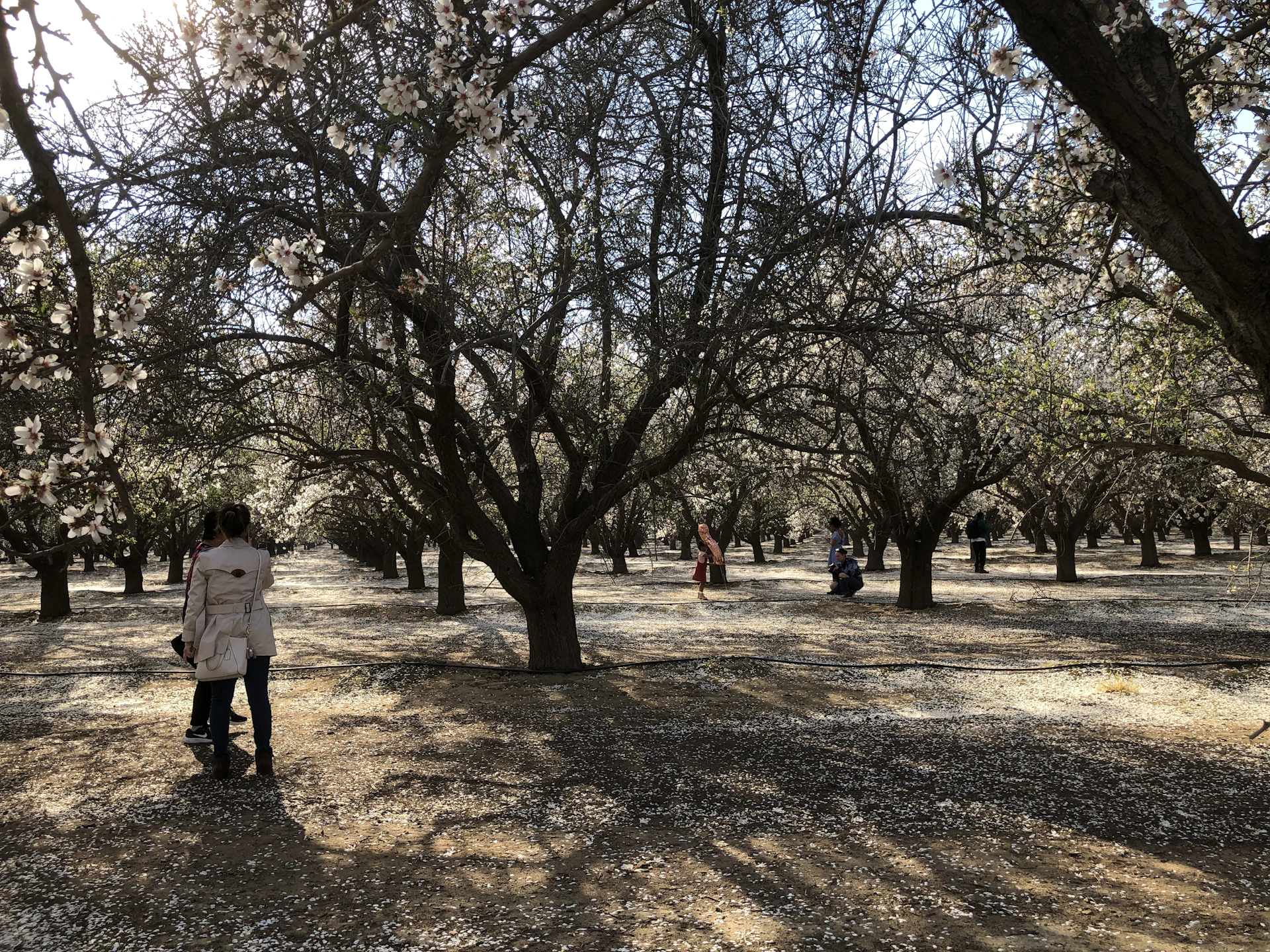 Visitors enjoying fresh fruit picking in the orchard with vibrant trees and clear blue sky at Manca Kemetug.