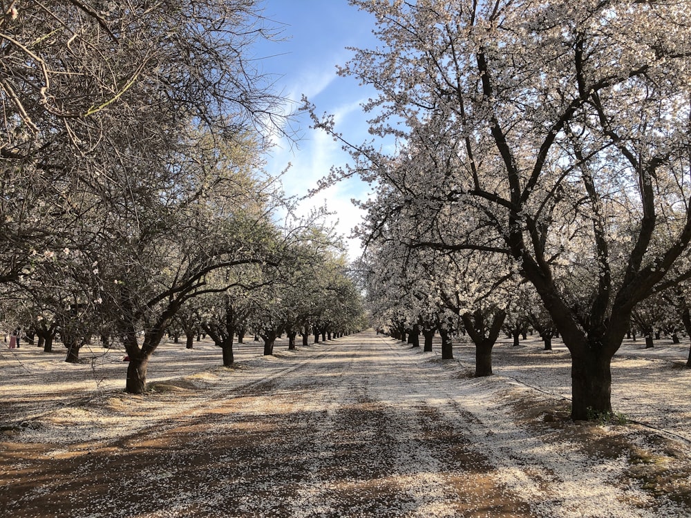 a dirt road surrounded by lots of trees