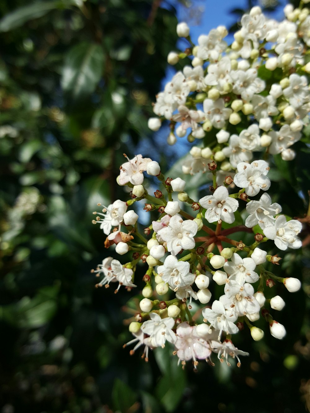 a cluster of white flowers with green leaves