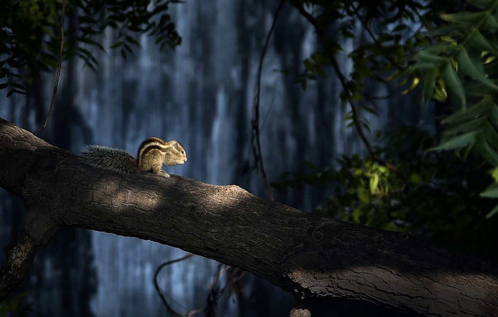 Un petit écureuil est assis sur une branche d’arbre