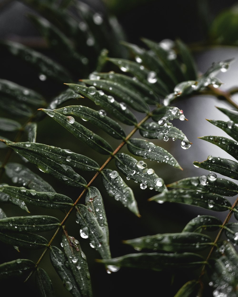 a close up of a leaf with water droplets on it