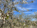 A scenic view of almond orchards under the clear Chilean sky at sunrise.