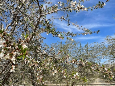 A vibrant almond orchard in California under a clear blue sky.