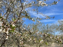 Sunlit almond orchard with rows of trees stretching toward a clear blue sky.