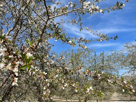 A picturesque landscape of almond trees in full bloom.