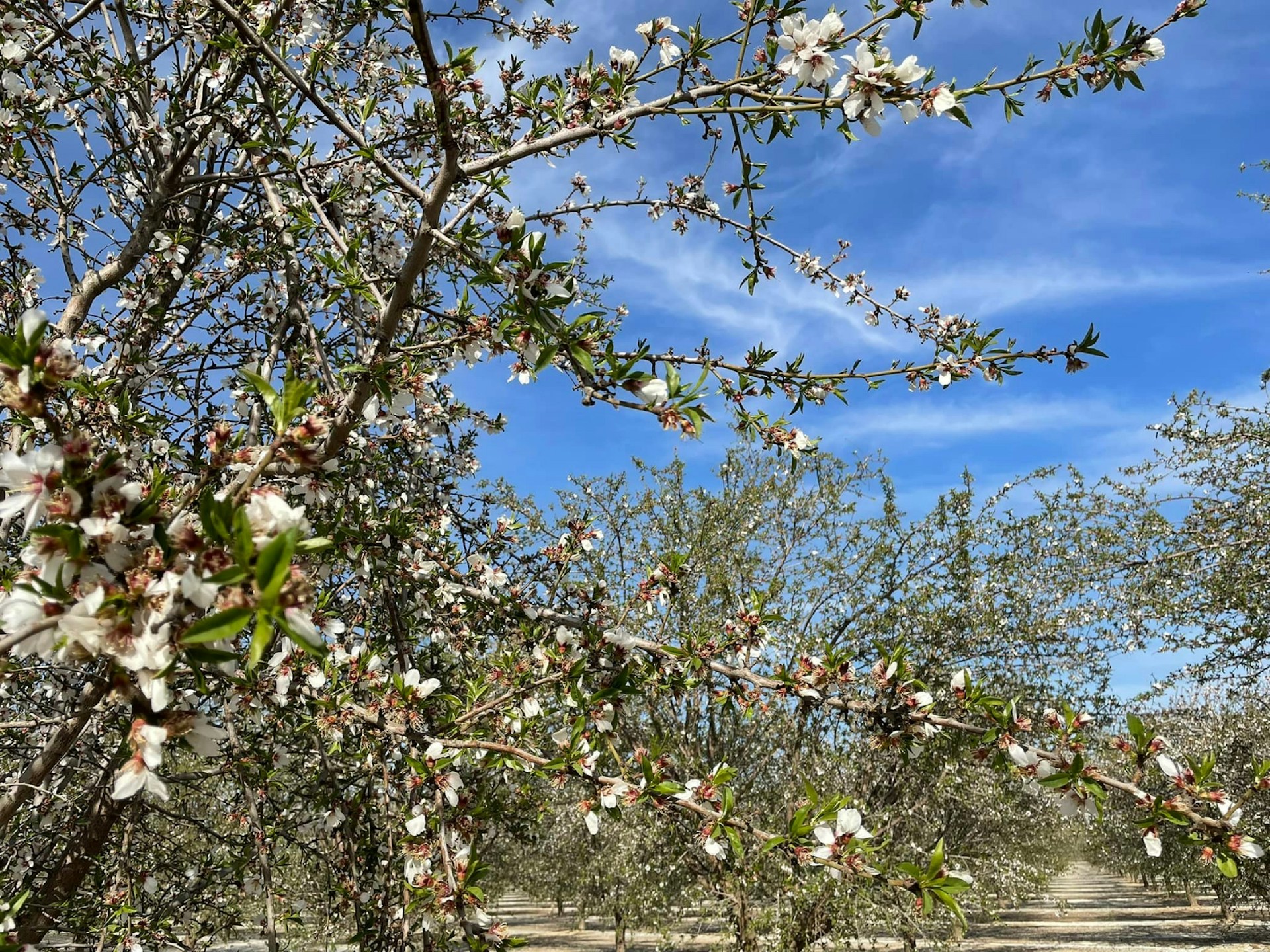 A vibrant almond orchard in California with ripe almonds ready for harvest under a clear blue sky.
