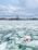 A frozen body of water with sheets of ice, featuring a bright red and white life buoy floating near the surface. In the background, an urban skyline is dominated by a tall red-brick building with a green spire, set under a cloudy sky.