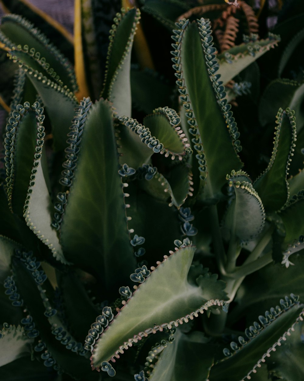 a close up of a plant with green leaves