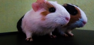 Two guinea pigs with white, brown, and black fur are sitting closely together on a dark surface. Their heads are turned slightly toward the camera, displaying their large, round eyes and soft fur. The background is a solid light-colored wall, contrasting with the darker shades of their bodies.