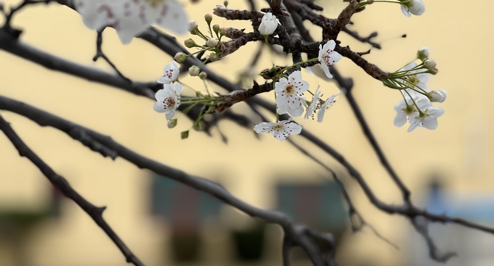 建物の前に白い花が咲く枝