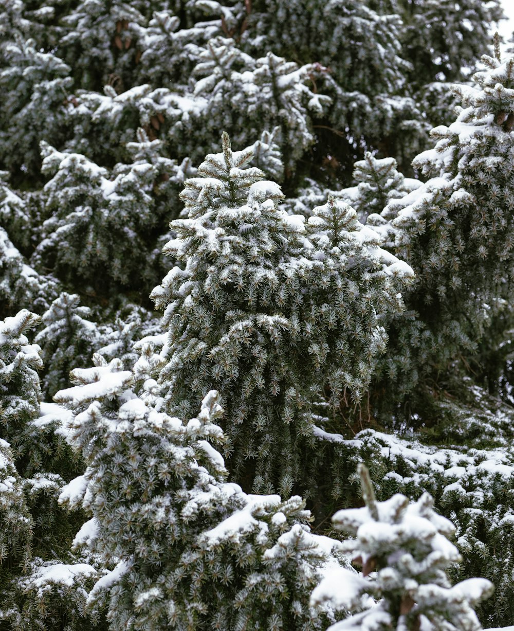a large group of pine trees covered in snow