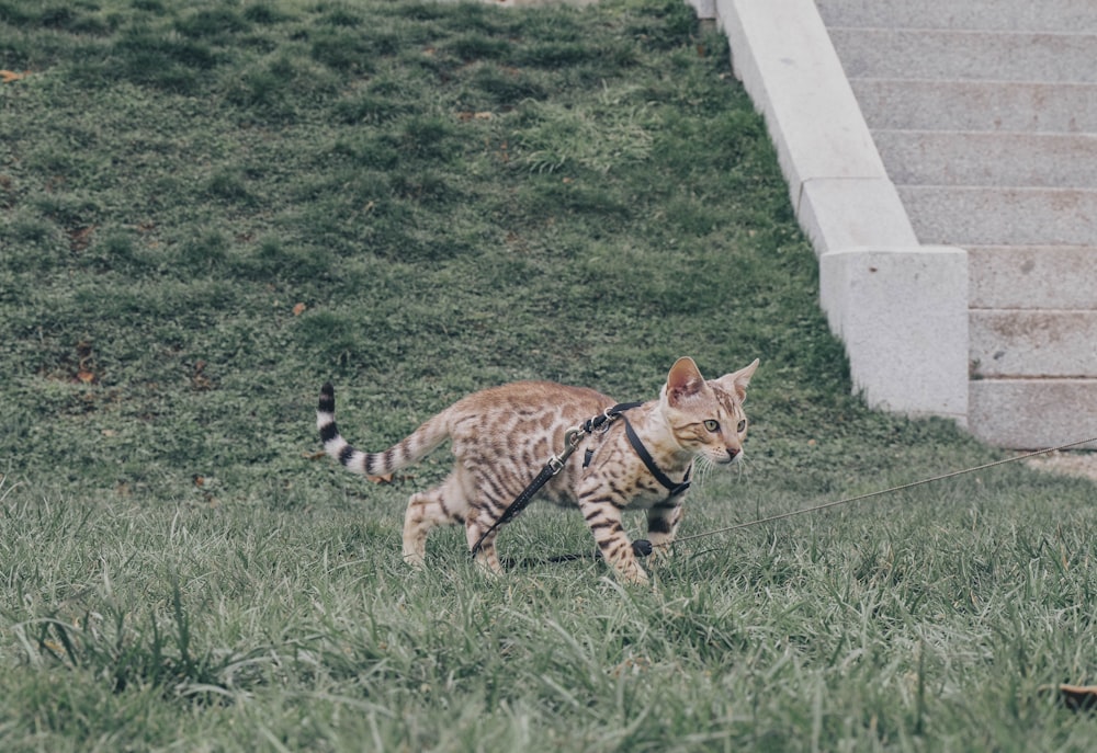 a cat walking across a grass covered field